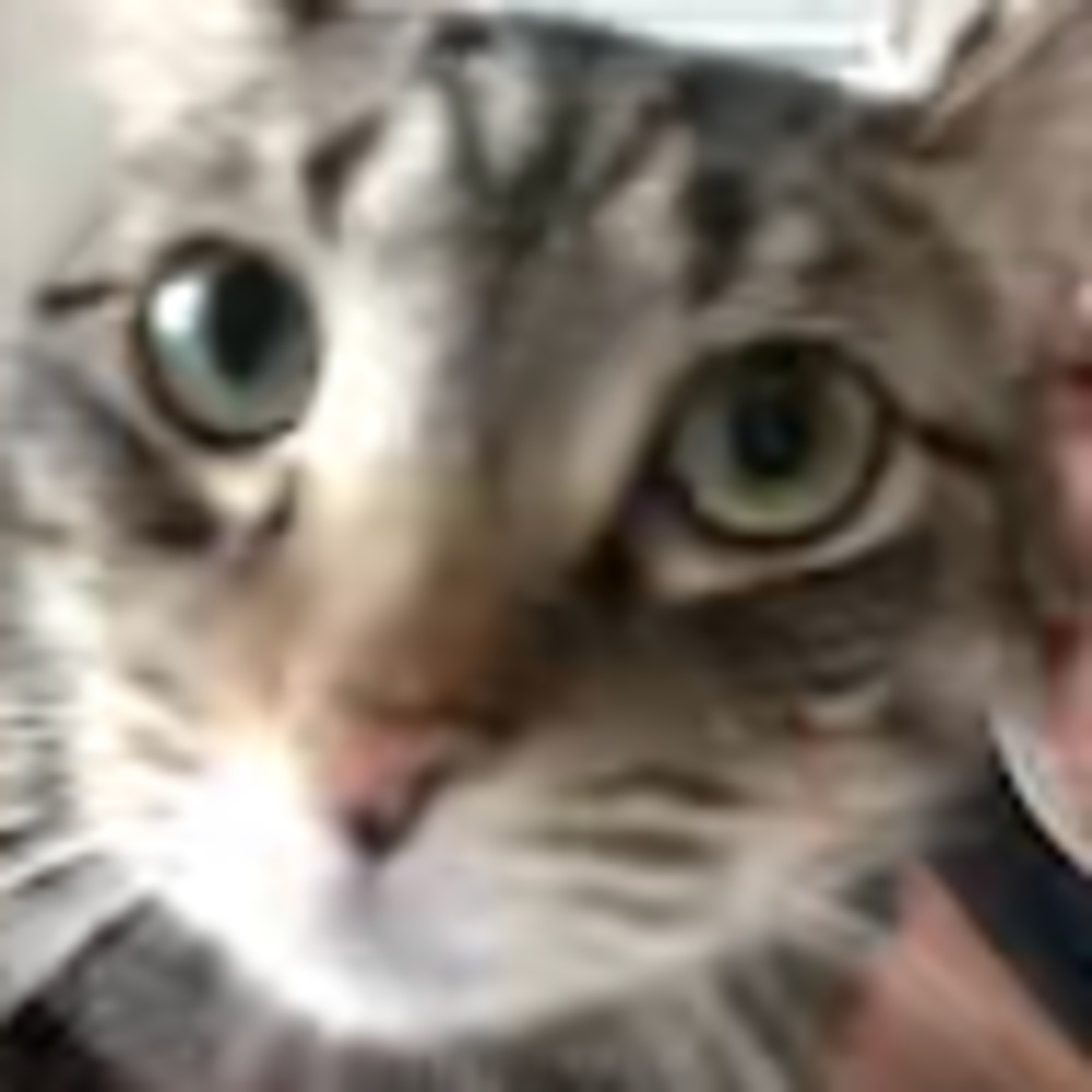 Meet your Posher, Squiggle